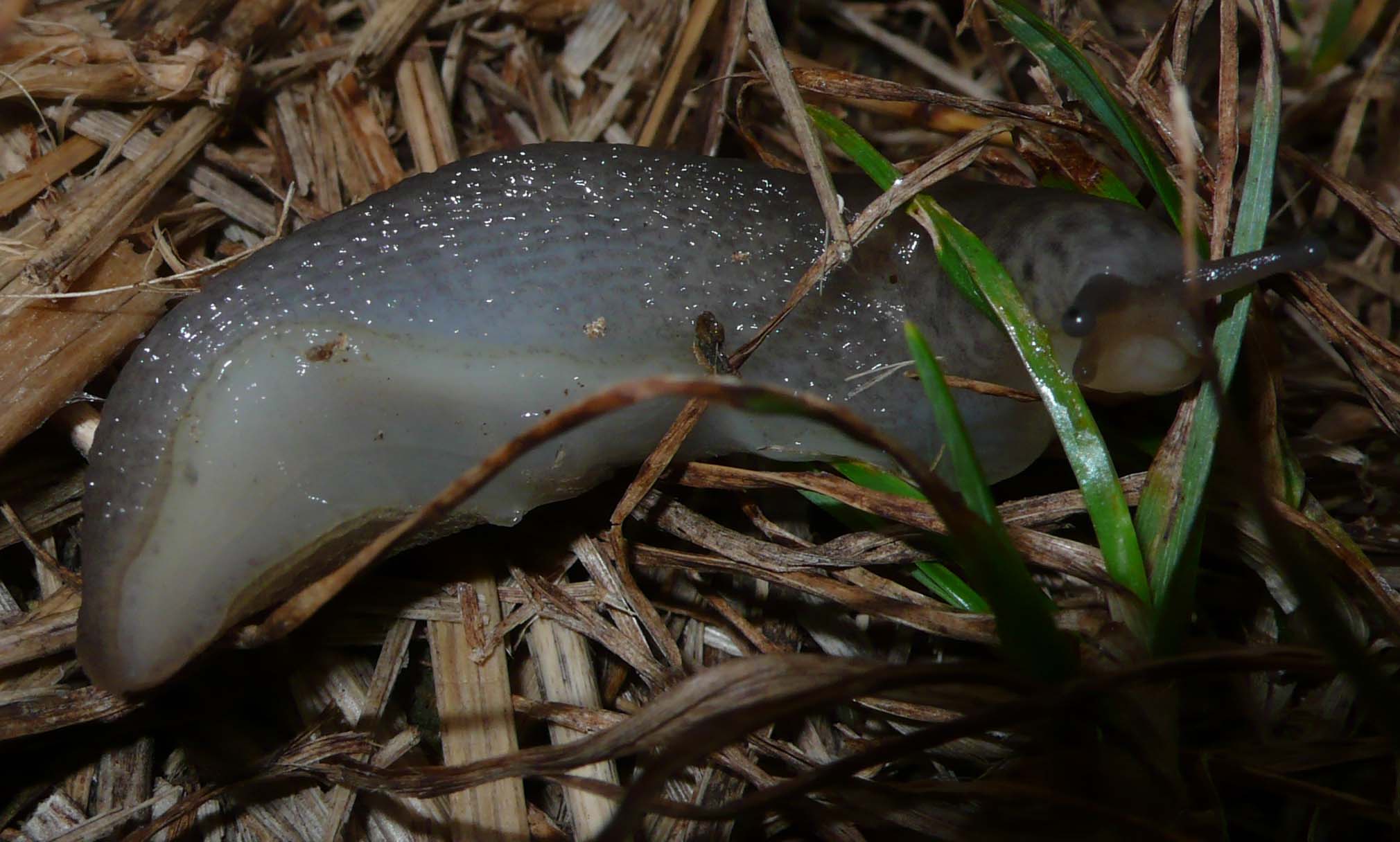 Animali domestici: Limax maximus in accoppiamento